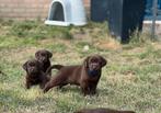 Mooie brede labrador pups geboren bij erkende kennel, CDV (hondenziekte), Meerdere, 8 tot 15 weken, Meerdere dieren