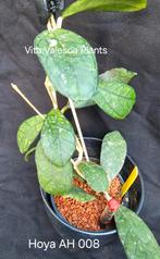 Hoya AH 008 nr 1, Overige soorten, In pot, Minder dan 100 cm, Bloeiende kamerplant