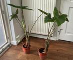 Twee gezonde decoratieve kamerplanten, Ophalen, Overige soorten, Minder dan 100 cm
