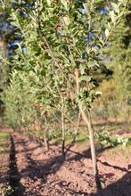 Amelanchier canadensis Rainbow Pillar meerstam/ krentenboom, Lente, 100 tot 250 cm, Zuilboom, Ophalen