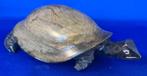 Schildpad, Ophalen of Verzenden, Zo goed als nieuw, Dier