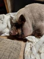 Mini varken 4 jaar, Dieren en Toebehoren, Vrouwelijk, 3 tot 5 jaar, Varken