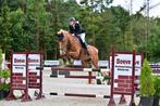 Top braaf springpaard, Dieren en Toebehoren, Paarden, Merrie, Springpaard, Gechipt, M