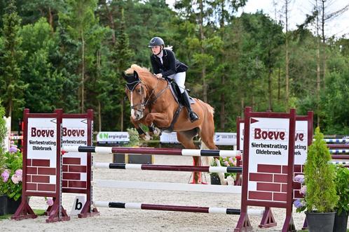 Top braaf springpaard, Dieren en Toebehoren, Paarden, Merrie, M, 170 tot 175 cm, 11 jaar of ouder, Springpaard, Met stamboom, Gechipt