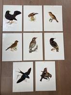 8 stuks Vintage Vogelkaarten (Onderwijs)., 1960 tot 1980, Vogel, Ophalen of Verzenden