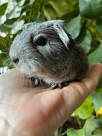 Handtam zilveragouti cavia beertje TDD, Dieren en Toebehoren, Cavia, Mannelijk, Januari, Tam