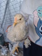 Brahma kriel kuikens isabelkleur -ongesekst, Dieren en Toebehoren, Geslacht onbekend, Kip