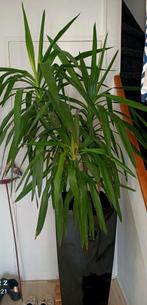 Grote Yucca met pot, Huis en Inrichting, Kamerplanten, Ophalen, 100 tot 150 cm, Halfschaduw, In pot