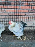 Mooi Cochin kriel haantje ( krulveer variant), Dieren en Toebehoren, Pluimvee, Mannelijk, Kip