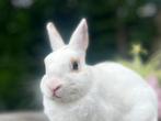Gecastreerde ram zoekt goed huisje, Dieren en Toebehoren, Konijnen, Mannelijk, Dwerg, 3 tot 5 jaar