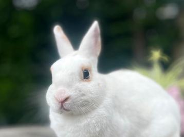 Gecastreerde ram zoekt goed huisje beschikbaar voor biedingen