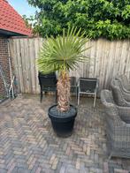 4 palmbomen in pot, Tuin en Terras, 100 tot 250 cm, Zomer, Palmboom, Ophalen