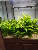 Aqualantis aquarium, Dieren en Toebehoren, Ophalen, Zo goed als nieuw, Gevuld zoetwateraquarium
