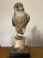 Torenvalk opgezet, Ophalen, Zo goed als nieuw, Vogel, Opgezet dier