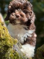 Super knappe Maltipoo puos in de kleur choco/wit, Poedel, Nederland, CDV (hondenziekte), 8 tot 15 weken