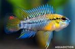 Apistogrammas gezocht !!!, Dieren en Toebehoren, Vis