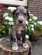 Prachtige duitse dog pups zwart en grijstijger, Dieren en Toebehoren, Honden | Bulldogs, Pinschers en Molossers, Nederland, Overige rassen