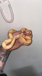 Boa constrictor sunglow + terrarium, Dieren en Toebehoren, Reptielen en Amfibieën, Slang, 0 tot 2 jaar