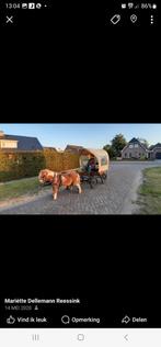 Huifkarretje.kleine pony of shetlander, Dieren en Toebehoren, Gebruikt, Overige typen, Pony
