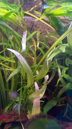 Hygrophila corymbosa, Dieren en Toebehoren, Vis