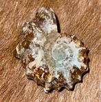Ammoniet Fossiel - 6,5cm, Verzenden, Fossiel