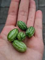 Mexicaanse mini komkommers (Cucamelons), Ophalen