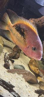Vieja cichlide, Dieren en Toebehoren, Vissen | Aquariumvissen, Vis