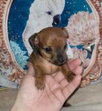 Mini pincher pup (gereserveerd tot vrijdag), Dieren en Toebehoren, Honden | Bulldogs, Pinschers en Molossers, Parvo, 8 tot 15 weken