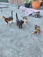 Boerderij kittens, Dieren en Toebehoren, Katten en Kittens | Overige Katten