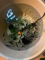 100 st Black molly’s, Dieren en Toebehoren, Vis