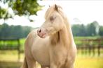 Brave en goed bewegende kinderpony, Dieren en Toebehoren, Pony's, Ruin, Dressuurpony, A pony (tot 1.17m), 3 tot 6 jaar