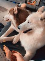 2 lieve husky’s zoeken een nieuwe thuis, Dieren en Toebehoren, Honden | Poolhonden, Keeshonden en Oertypen, Particulier, Rabiës (hondsdolheid)