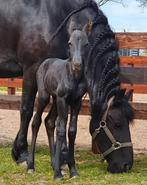 Stalhulp gevraagd, Diensten en Vakmensen, Dieren | Paarden | Verzorging, Oppas en Les