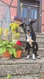 Border Collie Reu met stamboom zoekt blijvend (sportief)huis, Fokker | Hobbymatig, Rabiës (hondsdolheid), Reu, 1 tot 2 jaar
