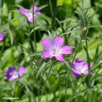 zaden van de Bolderik of Agrostemma Githago, Tuin en Terras, Bloembollen en Zaden, Ophalen of Verzenden, Voorjaar, Volle zon, Zaad