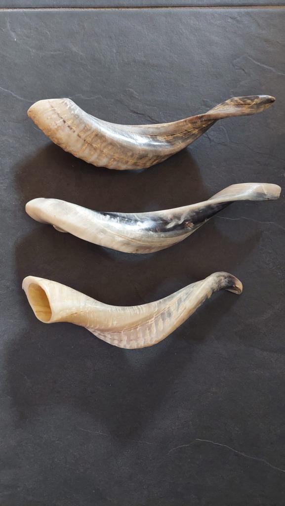 3 x Decoratief gedraaide ram hoorn - hoge kwaliteit per stuk, Huis en Inrichting, Woonaccessoires | Overige, Zo goed als nieuw