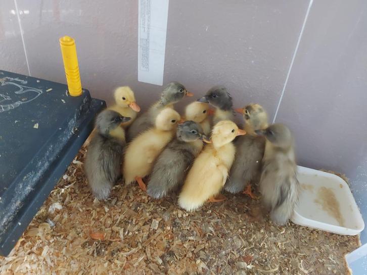 Indische Loop eenden te koop, Dieren en Toebehoren, Pluimvee, Eend, Meerdere dieren