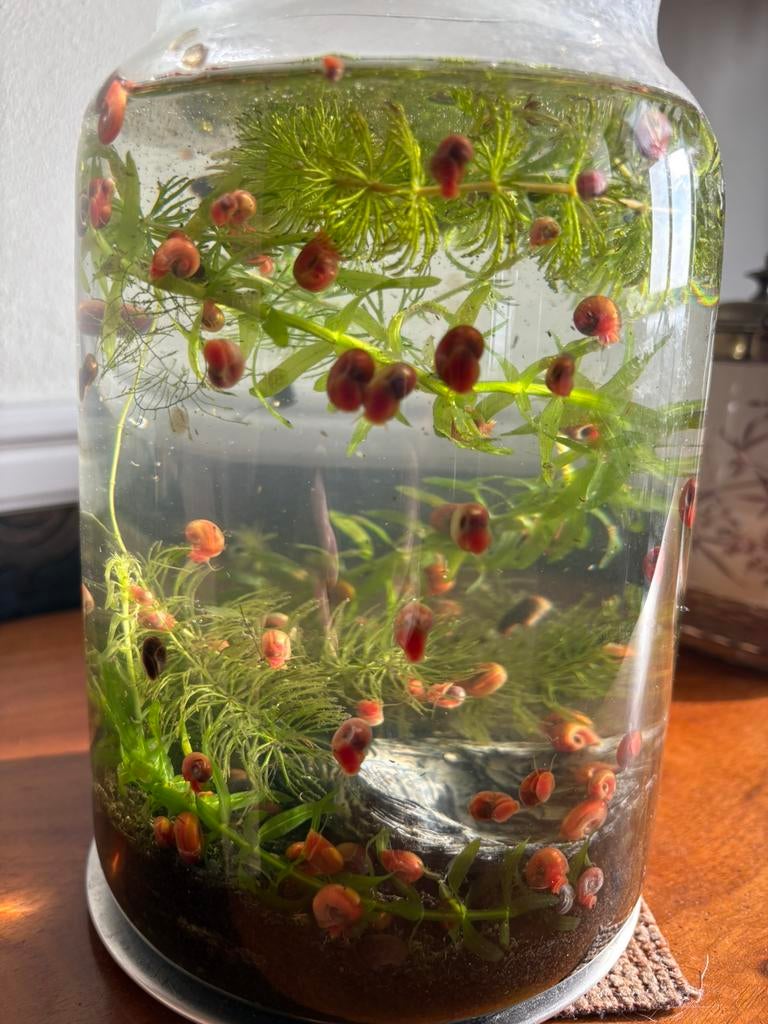 Posthorenslakjes schoonmakers voor aquarium of vijver, Dieren en Toebehoren, Vissen | Aquariumvissen, Vis