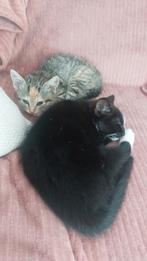 Katertje, Dieren en Toebehoren, Katten en Kittens | Overige Katten, Kater