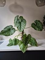 Philodendron Mamei - Zeldzame Kamerplant, Ophalen, Overige soorten, Halfschaduw, In pot