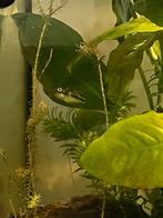 Dwerg Kogelvis mannetje, Dieren en Toebehoren, Vissen | Aquariumvissen, Vis, Zoetwatervis, Schoolvis