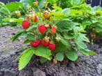 eetbare aardbeien planten/stekjes roze en wit bloeiend, Tuin en Terras, Halfschaduw, Zomer, Fruitplanten, Ophalen of Verzenden