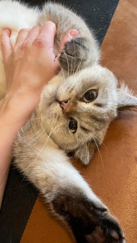 Brits Korthaar, Dieren en Toebehoren, Katten en Kittens | Raskatten | Korthaar, Poes, 0 tot 2 jaar, Met stamboom, Ontwormd, Ingeënt