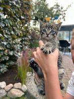 2 kittens te koop