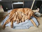 Vizsla pups, Rabiës (hondsdolheid), 8 tot 15 weken, Meerdere, Meerdere dieren