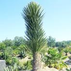 Yucca Filifera - Palmlelie g34193, Tuin en Terras, Planten | Tuinplanten, Ophalen of Verzenden