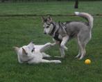Husky x Herder pups opkomst, Rabiës (hondsdolheid), Meerdere, 8 tot 15 weken, Meerdere dieren