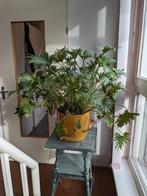 Kamerplant + pot (Thaumatophyllum xanadu), Huis en Inrichting, Kamerplanten, Overige soorten, Minder dan 100 cm, Halfschaduw, In pot