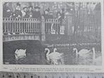Artis 1914; hoog bezoek bij de Zwanenvijver, Verzenden, Voor 1940, Gebruikt, Overige onderwerpen