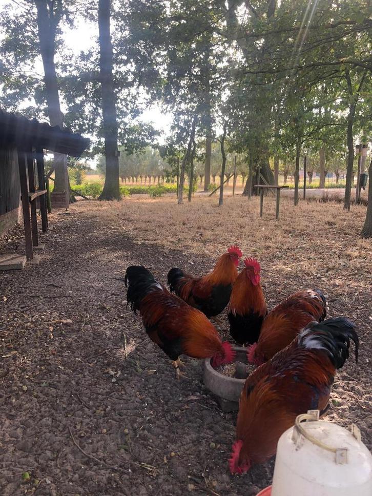 Welsumer hanen groot en kriel, Dieren en Toebehoren, Pluimvee, Kip, Mannelijk